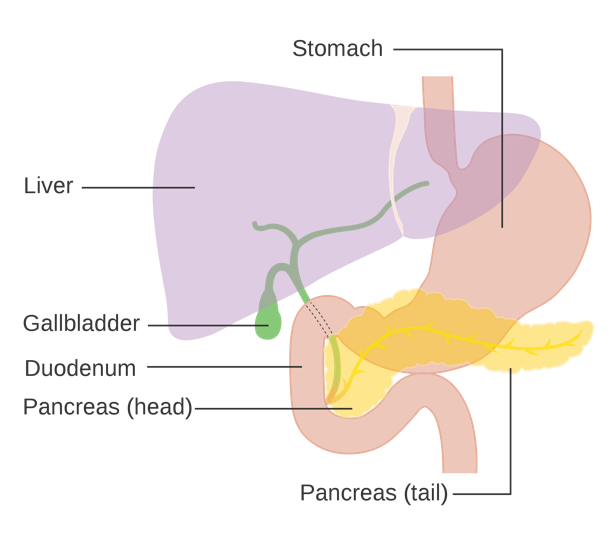 ilustracja